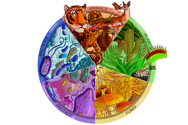 A pie chart showing the 5 kingdoms Animals, Plants, Fungi, Protists, Bacteria